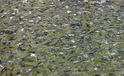 54 Nella pozza d'acqua prolificano  dalle uova di rane i girini